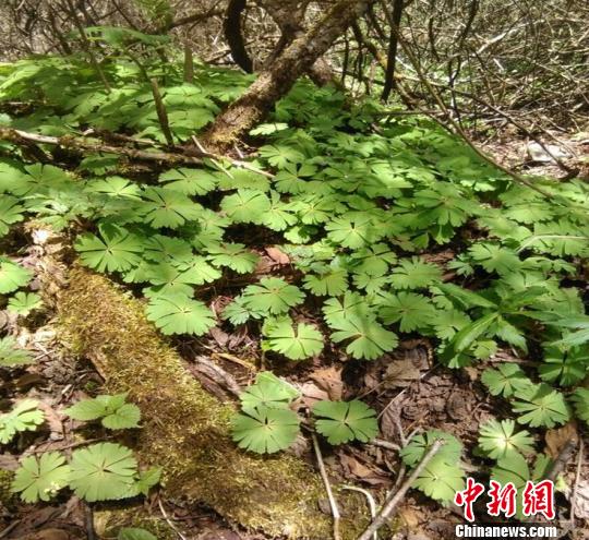 四川省阿坝州理县发现成片国家一级重点保护植物独叶草
