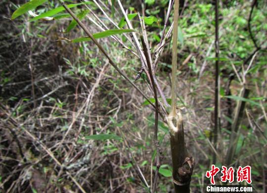 四川省阿坝州理县境内发现大熊猫活动痕迹