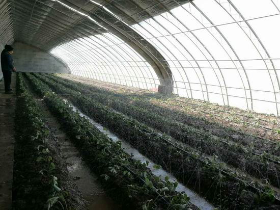 甘孜县打造高原现代化农业科技园助推脱贫