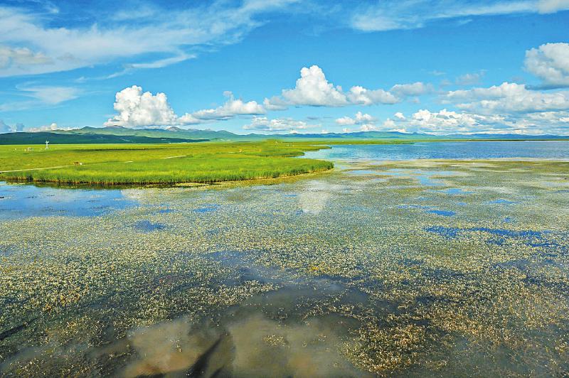 “中国最美湿地”若尔盖花湖美如仙境