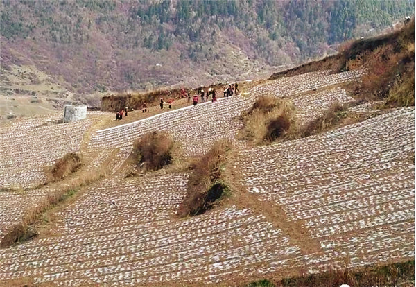 黑水县第一批蔬菜将直供港澳