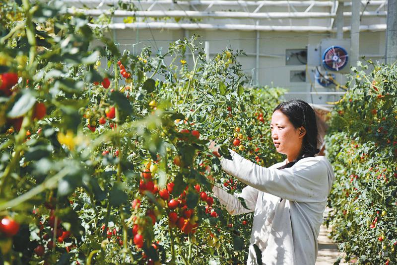 巴塘县“高原鲜”生态农业产业园收获忙