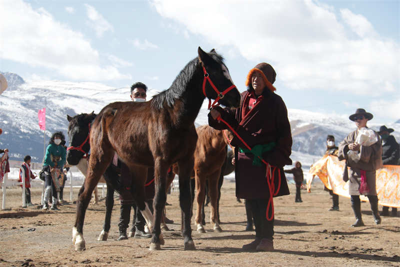 中国马业协会向理塘捐赠价值314万元马匹及物资
