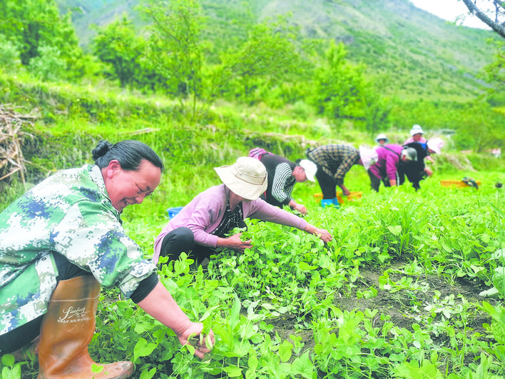金川县庆宁乡豌豆尖喜获丰收