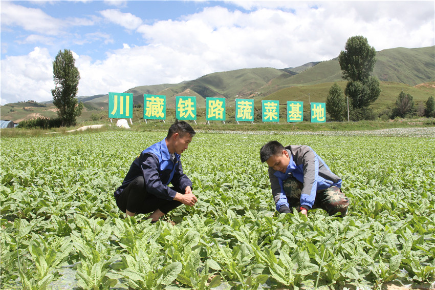 理塘县乃沙村高原藏寨建起蔬菜基地