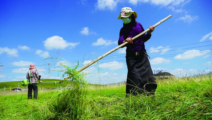 若尔盖县阿西镇抢收牧草备冬草