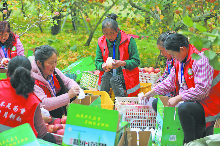 茂县苹果丰收季 线上线下销售忙