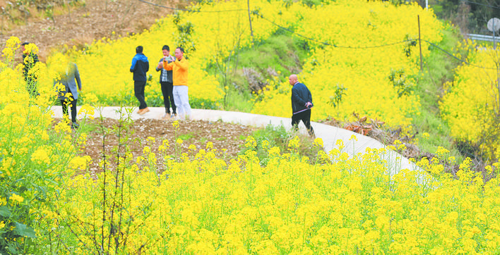 茂县土门镇：油菜花开春意浓