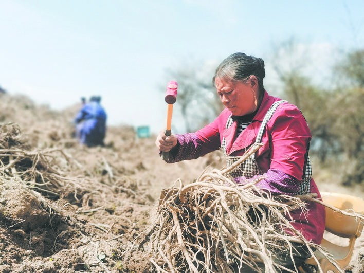 茂县富顺镇：中药材进入采摘期