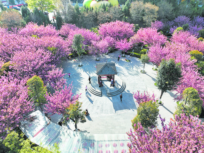 茂县：樱花开 游客来