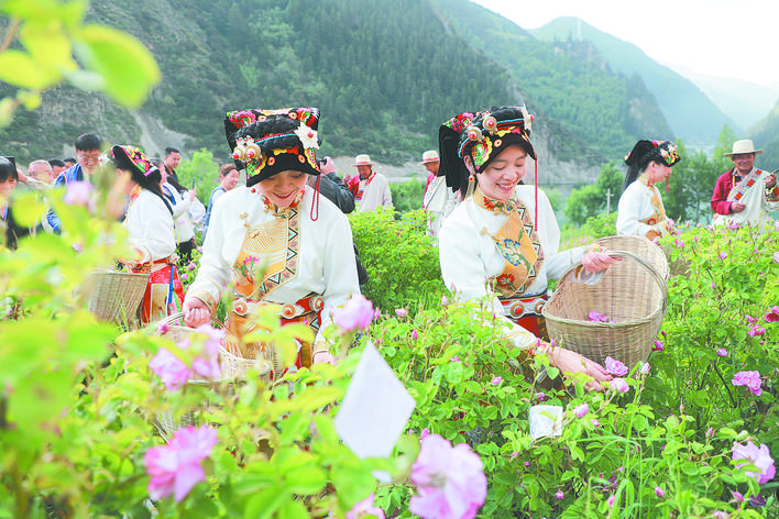 小金县：一朵玫瑰花 共富千万家