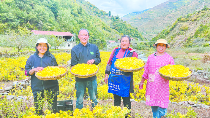 阿坝金川：特色黄菊喜获丰收