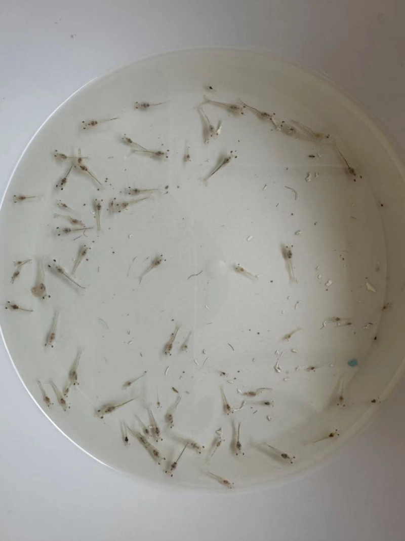 甘孜州首次成功养殖出虾类海鲜