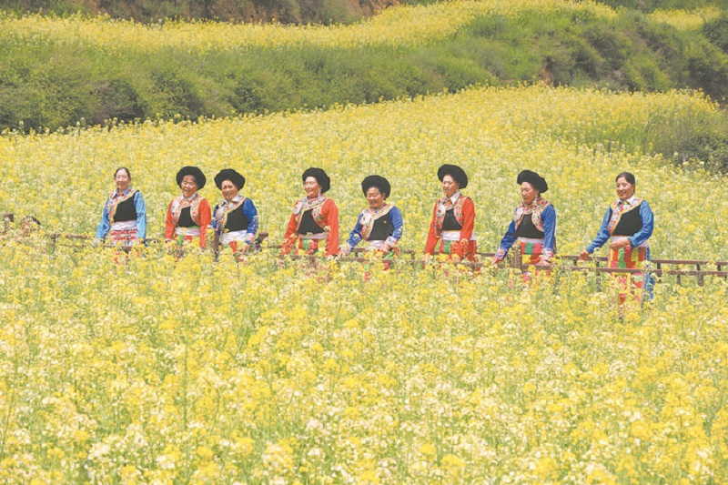 茂县高山油菜花美如画
